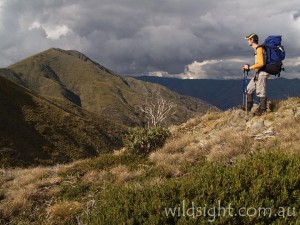 Approaching Mount Feathertop