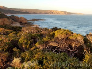 Point Addis at sunset