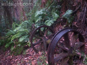 Reids tramline walk, Yarra Ranges