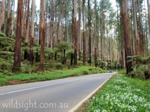 The Black Spur is a spectacular section of highway between Healesville and Marysville