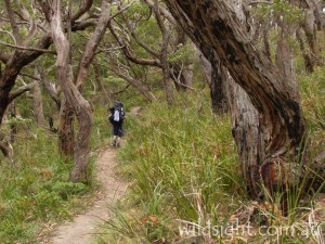 Track to Parker Inlet