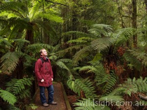 Wirrawilla rainforest walk