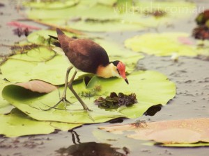 Comb-crested Jacana, Yellow Waters Billabong