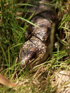 Lizard on Back Wall track