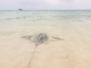 Stingray, Hamelin Bay