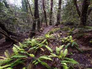 Mt Oakleigh track