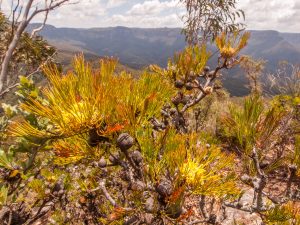 Blue Mountains, Mount Solitary, wildflower