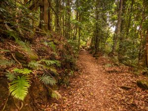 Blue Mountains, Jamison Valley, path