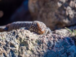 skink, lizard, ruined castle, blue mountains