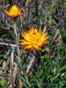 alpine everlasting, wildflower