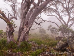 Snowgums on Mt Speculation