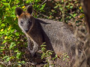 Wallaby behind Norman Bay