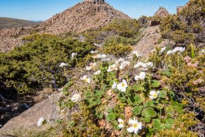 Mount Anne wildflowers, South-West National Park Tasmania
