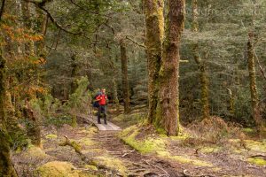 Rainforest on the Overland Track