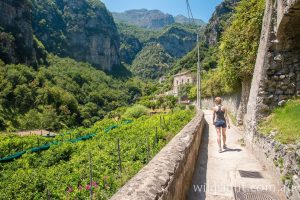 Amalfi lemon groves, Italy