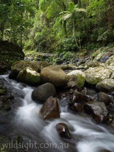 West Canungra Creek