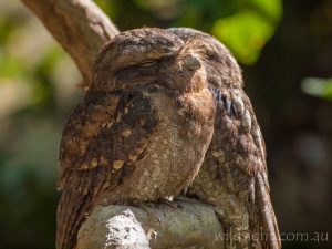 Tawny frogmouths