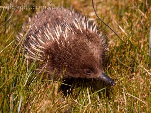 Echida, Cradle Mountain-Lake St Clair National Park Tasmania