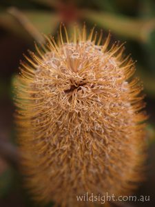 Banksia, Victoria Range