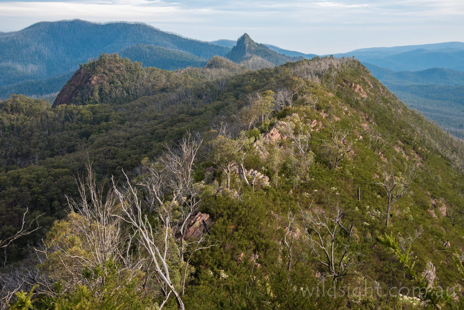 Day Walks Dandenongs and Yarra Ranges Wild Sight