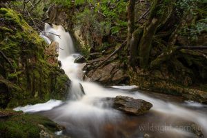 Cascade below Crater Falls, Cradle Mountain-Lake St Clair National Park, Tasmania
